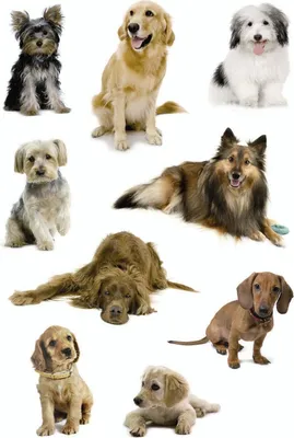 Produktbild von Schmucketikett Decor Hundefotos VE=10x27 Stück