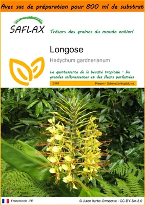 Image de SAFLAX Garden in the bag - Longose - 10 graines - Hedychum