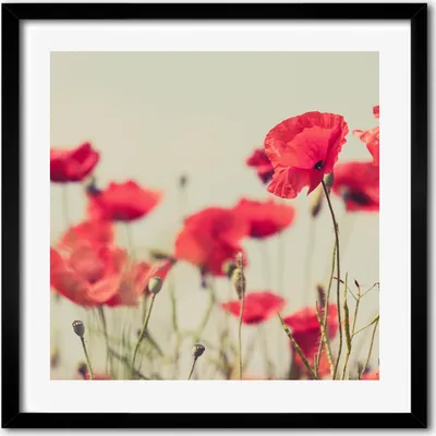 Produktbild von Bild - 50 cm x 50 cm - MDF - Rahmen, Wandkunst - Feldmohnblumen