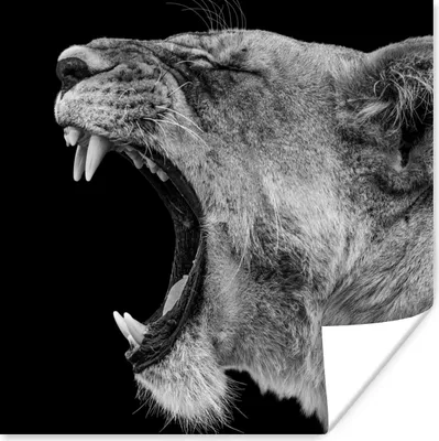 Produktbild von MuchoWow® Poster Tiere - Löwe - Schwarz - Weiß - Porträt 50x50 cm - Wohnzimmerdekoration