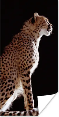 Produktbild von MuchoWow® Poster Gepard - Tiere - Licht 20x40 cm - Plakat - Foto