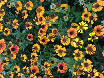 Image de 6 x Helenium hybr. 'Short'n Sassy' - Hélianthème - pot 9x9 cm