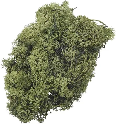 Produktbild von Islandmoos grün 50 g Packung mit 5 Stück