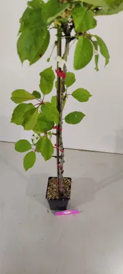 Produktbild von Prunus avium 'Kordia' Kirschbaum, 1,5 Liter Topf