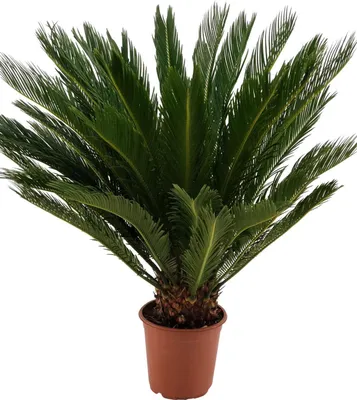 Obrázek produktu pro Cycas Revoluta 80-100 cm 15-20 cm kmen Palmová kapradina Sago palma