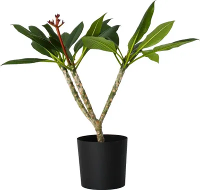 Image de Frangipanier hawaii - Plumeria rubra 'Blanc' - Hauteur 55-70cm - ⌀17cm