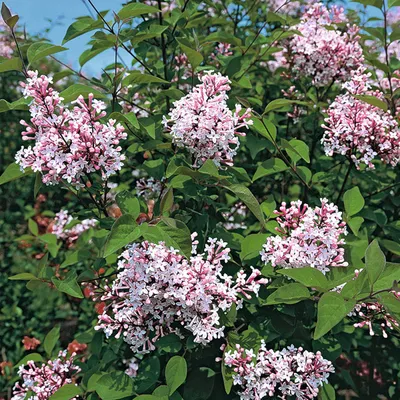 Image de 2 x Zwergflieder - Syringa microphylla 'Superba' | 40-60 cm en conteneur