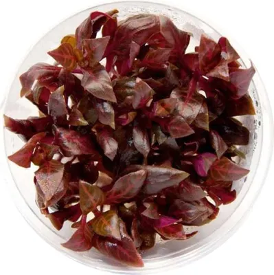 Obrázek produktu pro Eco Plant - Ammania gracilis - rostlina invitro malý kelímek Eco Plant