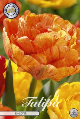 Artikelbild 2 von 'Tulpe Sunlover (7 Stück)' aus der Kategorie Tulpenzwiebeln