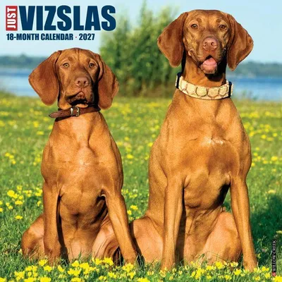 Produktbild von Vizslas 2027 12 X 12 Wall Calendar