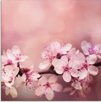 Produktbild von ARTland Glasbild Kirschblüten Größe: 30x30 cm