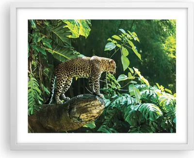 Produktbild von Gerahmtes Poster - Weißer Rahmen - Dschungel Leopard Panther - 50x40 cm - Wand Bild - Wanddeko - Wandbilder - Kunstposter - Wandposter - Bilderrahmen - Bilder - Kunstdruck - P2WAA50x40-4502