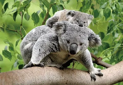 Produktbild von 3 D Ansichtskarte Koala mit Baby, Postkarte Wackelkarte Hologrammkarte Tiere Tier Koalabär