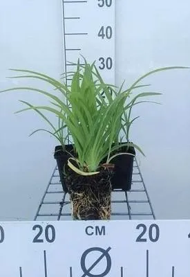 Produktbild von 6 x  Hemerocallis hybr. 'Pink Damask' - taglilie - Topf 9 x 9 cm