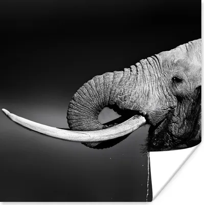 Produktbild von MuchoWow® Poster Elefant - Wasser - Tiere - Schwarz - Weiß 75x75 cm - Wand Dekoration