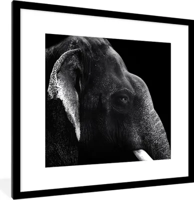 Produktbild von MuchoWow® MuchoWow® Gerahmtes Poster Elefant auf schwarzem Hintergrund in schwarz und weiß 40x40 cm - Poster mit zchwarzem Bilderrahmen - Poster - Plakat im Rahmen