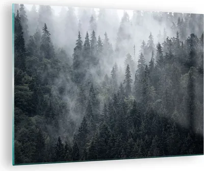 Produktbild von Bilder auf glas - Wald Baum Natur - 70x50cm - Glasbilder - Wandbilder - Kunstdruck - zum Aufhängen bereit - Wanddekoration aus Glas - Glas Bilder - Wandbild auf Glas - Einteilig - GAA70x50-4074