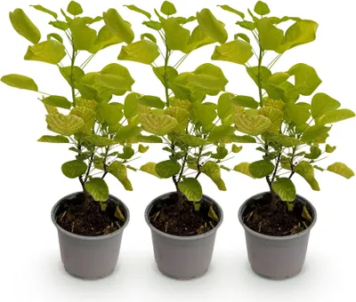Produktbild von GreenboutiQ - Gartenpflanze - Cotinus coggyria Golden Spirit - Gelb - 3 Pflanzen - Laubabwerfend - Pflegeleicht - Topf 12cm Höhe 35cm