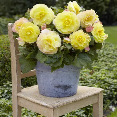 Obrázok produktu pre Begonia Superba Yellow 1 ks veľký kvet bohatá kvitnúca begónia sadeničky