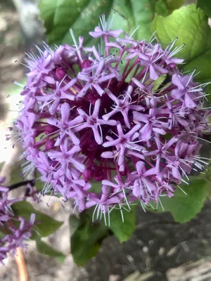 Obrázok produktu pre Clerodendrum bungei - Sláva kvet 40 - 60 cm kontajner