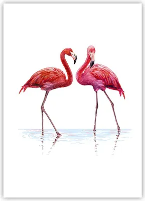 Produktbild von Poster - Poster ohne Rahmen - Flamingos Rosa Paar - 50x70 cm - Wand Bild - Wanddeko - Wandbilder - Kunstposter - Wandposter - Bilder - Kunstdruck - Wanddekoration - Wandbild - P2XPA50x70-4243