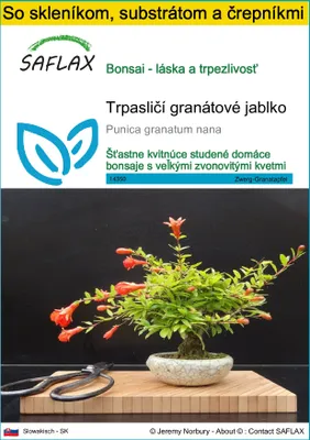 Obrázok produktu pre SAFLAX Kultivačný set - Trpasličí granátové jablko - Punica granatum nana - 50 Semená - S mini skleníkom, pestovateľským substrátom a 2 črepníkmi