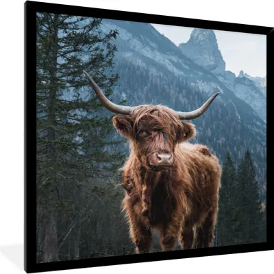 Produktbild von MuchoWow® Gerahmtes Poster Kuh - Schottischer Highlander - Natur 40x40 cm - Poster mit Schwarzem Bilderrahmen Wandposter Rahmen Foto Bilder - Mit Rahmen - Wanddekoration Schlafzimmer