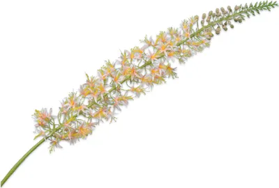 Produktbild von Silk-ka Künstliche Blume, Seidenblume, Eremurus-Stiel, Pfirsich, 119 cm