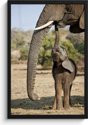 Produktbild von MuchoWow® MuchoWow® Gerahmtes Poster Elefant - Tiere - Gras - Natur 40x60 cm - Poster mit zchwarzem Bilderrahmen - Papierdruck - Wandbilder