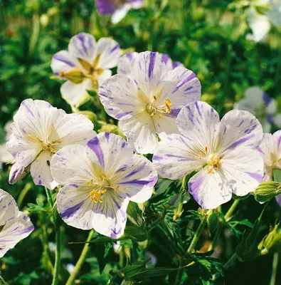 Produktbild von Geranium pratense 'Splish Splash', Storchschnabel, blau-weiß, ca. 9x9 cm Topf