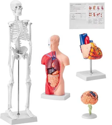Obrázek produktu pro Anatomická sada pro 4 osoby, 3D modely pro výuku o mozku, těle, srdci a kostře, vzdělávací modely pro studenty fyziologie a děti