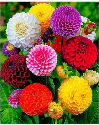 Produktbild von Vikpap W2646 – Malen nach Zahlen, Leinwand 30 x 40 cm – Bunte Sonnenblumen