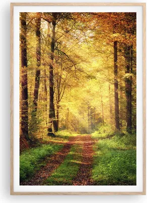Produktbild von Gerahmtes Poster - Rahmen in heller Eiche - Wald Baum Natur - 70x100 cm - Wand Bild - Wanddeko - Wandbilder - Wandposter - Bilderrahmen - Bilder - Kunstdruck - Wandbild - P2NPA70x100-3718