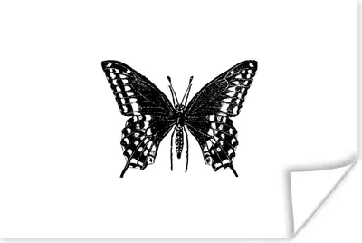 Produktbild von MuchoWow® Poster Schmetterling - Tiere - Retro - Schwarz und weiß 60x40 cm - Schlafzimmerdekoration