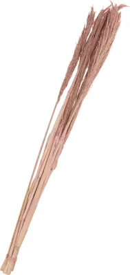 Produktbild von Trockenblumen "Sanmuga Grass", L ca. 80 cm Altrosa