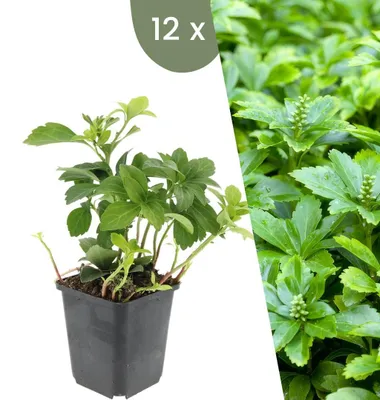 Produktbild von Plants by Frank | 12 Ysander Pflanzen | Pachysandra Terminalis 'Green Carpet' | Bodendecker | Winterhart | Gartenpflanzen