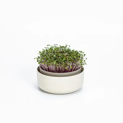 Produktbild von Plastia Urbalive Keimsprosskit für Microgreens, Elfenbein