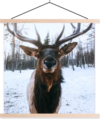 Produktbild von MuchoWow® Textilposter Rotwild - Schnee - Geweih 40x40 cm mit holzfarbenen Rahmen - Posterleiste