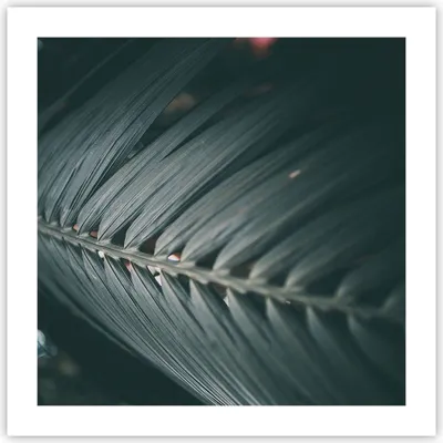Produktbild von Poster - Poster ohne Rahmen - Blatt Palme exotisch - 50x50 cm - Wand Bild - Wanddeko - Wandbilder - Kunstposter - Wandposter - Bilder - Kunstdruck - Wanddekoration - Wandbild - P2XAC50x50-4907