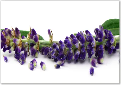 Produktbild von Tulup® Leinwandbild - 100x70 cm - Wandkunst - Drucke auf Leinwand - Leinwanddruck - Blumen & Pflanzen - Lila - Lavendel