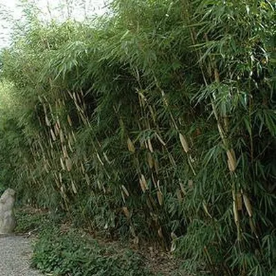 Obrázok produktu pre Vysoký živý plot z bambusu - Fargesia robusta 'Pingwu' | 60- 80 cm v nádobách