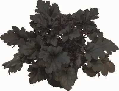 Produktbild von Heuchera "Black Pearl" - Purpurglöckchen "Black Pearl" im Topf 12 cm - 12cm