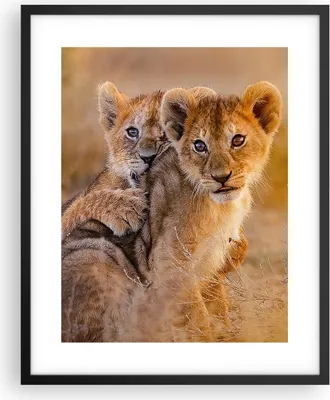 Produktbild von Gerahmtes Poster - Schwarzer Rahmen - Löwe Natur Tier - 40x50 cm - Wand Bild - Wanddeko - Wandbilder - Kunstposter - Wandposter - Bilderrahmen - Bilder - Kunstdruck - Wandbild - P2BPA40x50-3480