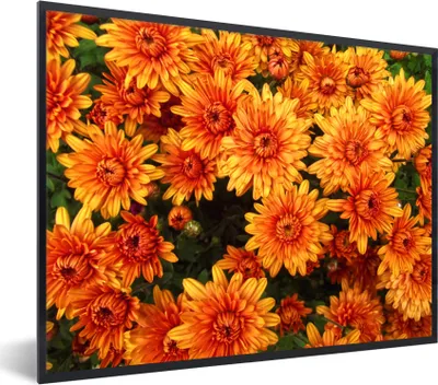 Produktbild von MuchoWow® Gerahmtes Poster Blumen - Orange - Chrysantheme 40x30 cm - Poster mit Schwarzem Bilderrahmen Wandposter Rahmen Foto Bilder - Kunstposter - Wanddekorationen