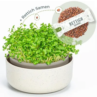 Produktbild von OraGarden Keimsprosskit mit Rettich Samen