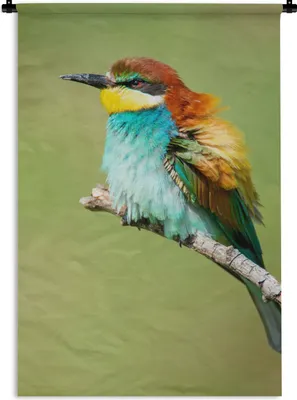 Produktbild von MuchoWow® Wandteppich Wandbehang Vogel - Tiere - Bienenfresser 60x90 cm Tapisserie Dekoration Wandtuch - Foto-Teppich - Abwaschbar