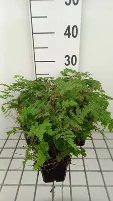 Immagine prodotto di 6 x Dryopteris 'Plumosum' - Felce vermiforme piumata - vaso 9 x 9 cm
