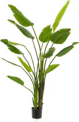 Produktbild von Strelitzia nicolai Kunstpflanze 180cm XXL Zimmerpflanze mit tropischen Blättern