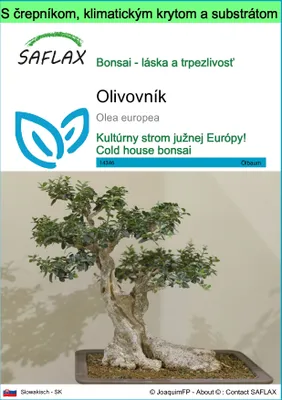 Obrázok produktu pre SAFLAX Garden to go - olivovník - Olea europea - 20 Semená - S črepníkom, klimatickým vekom a pestovateľským substrátom