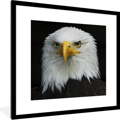 Produktbild von MuchoWow® Gerahmtes Poster Adler - Schwarz - Weiß 40x40 cm - Poster mit Schwarzem Bilderrahmen Wandposter Rahmen Foto Bilder - Poster - Plakat im Rahmen